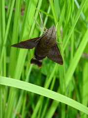 Macroglossum divergens