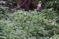 Hosta sieboldiana
