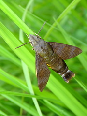 Macroglossum divergens