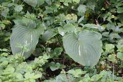 Hosta sieboldiana