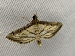 Marasmia trapezalis