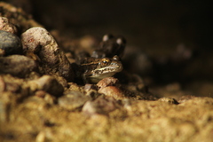 Lithobates pustulosus