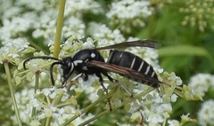 Vespula consobrina