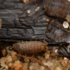 Armadilloniscus coronacapitalis