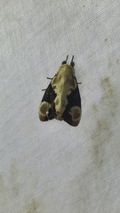 Formofentonia orbifer