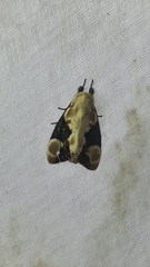 Formofentonia orbifer