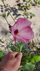 Hibiscus meraukensis