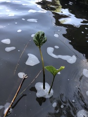 Petasites radiatus