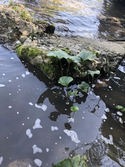 Petasites radiatus