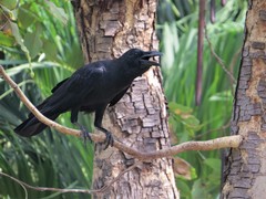 Corvus macrorhynchos