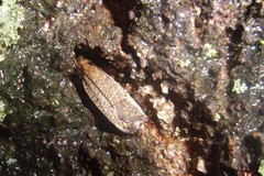 Psilocorsis quercicella