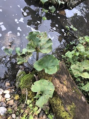 Petasites radiatus