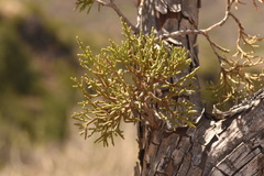 Juniperus deppeana deppeana
