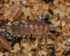 Armadilloniscus coronacapitalis