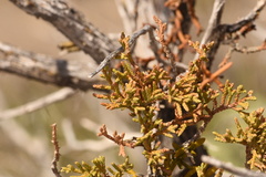 Juniperus deppeana deppeana