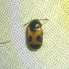 Mycetophagus punctatus