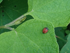 Epilachna nigrocincta