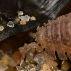 Armadilloniscus coronacapitalis