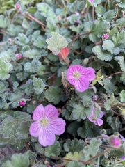 Epilobium obcordatum