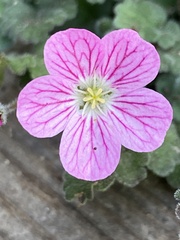 Epilobium obcordatum