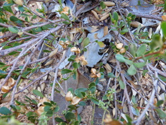 Dodonaea bursariifolia