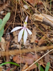 Caladenia catenata