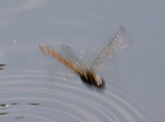 Orthetrum pruinosum neglectum