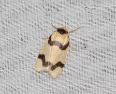 Padenia transversa
