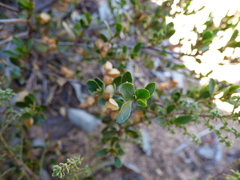 Dodonaea bursariifolia