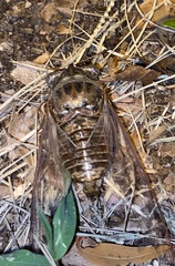 Diceroprocta olympusa