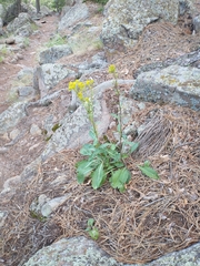 Senecio rapifolius