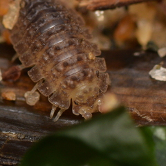Armadilloniscus coronacapitalis