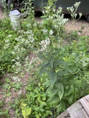 Eupatorium godfreyanum