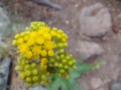 Senecio rapifolius
