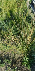 Stipa krylovii