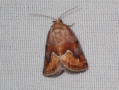 Deltote bellicula