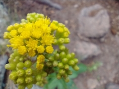 Senecio rapifolius