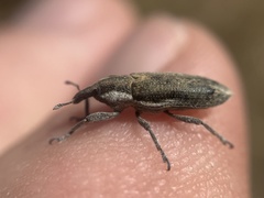 Lixus scrobicollis
