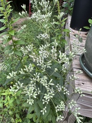 Eupatorium godfreyanum