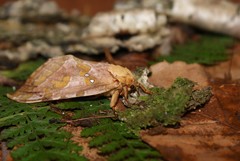 Sthenopis purpurascens