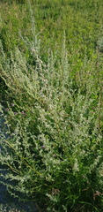 Artemisia mongolica