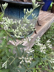 Eupatorium godfreyanum