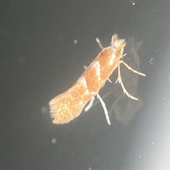 Cameraria caryaefoliella