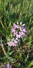 Allium bidentatum