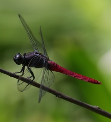Orthetrum pruinosum neglectum