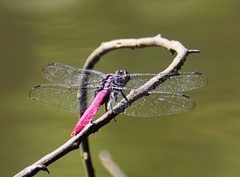 Orthetrum pruinosum neglectum