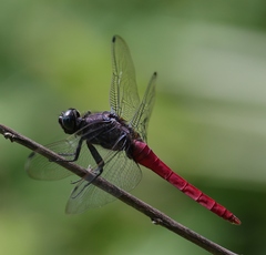 Orthetrum pruinosum neglectum