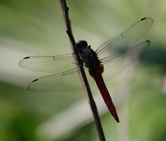 Orthetrum pruinosum neglectum