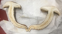 Tricholoma dulciolens