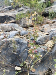 Scutellaria californica